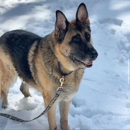 Camo Title | 4' Leash