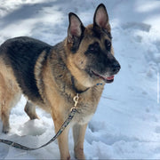 Camo Title | 4' Leash