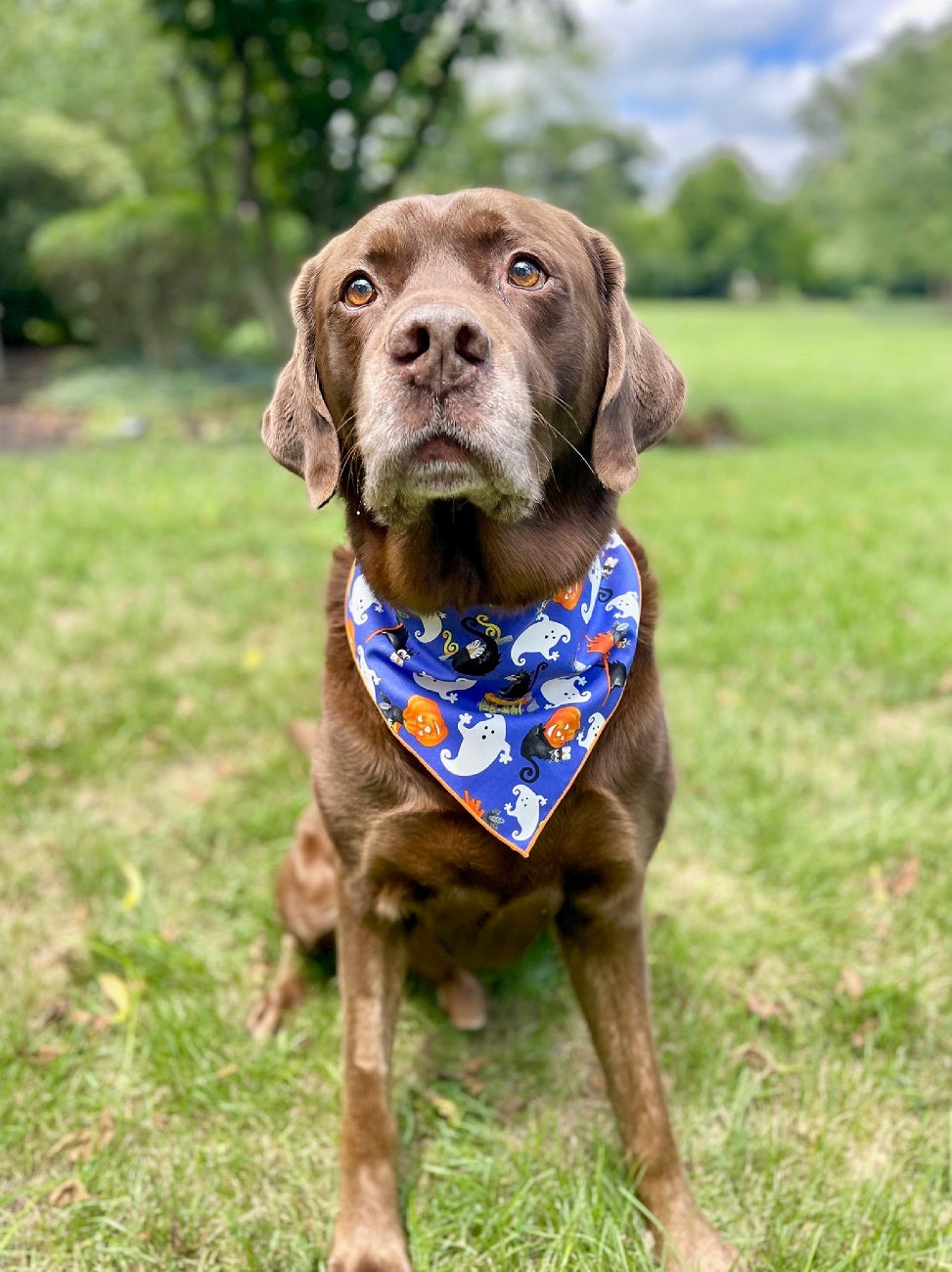 Halloween Bandana | Halloween Dog Bandana | Ghosts - Southlake Paws