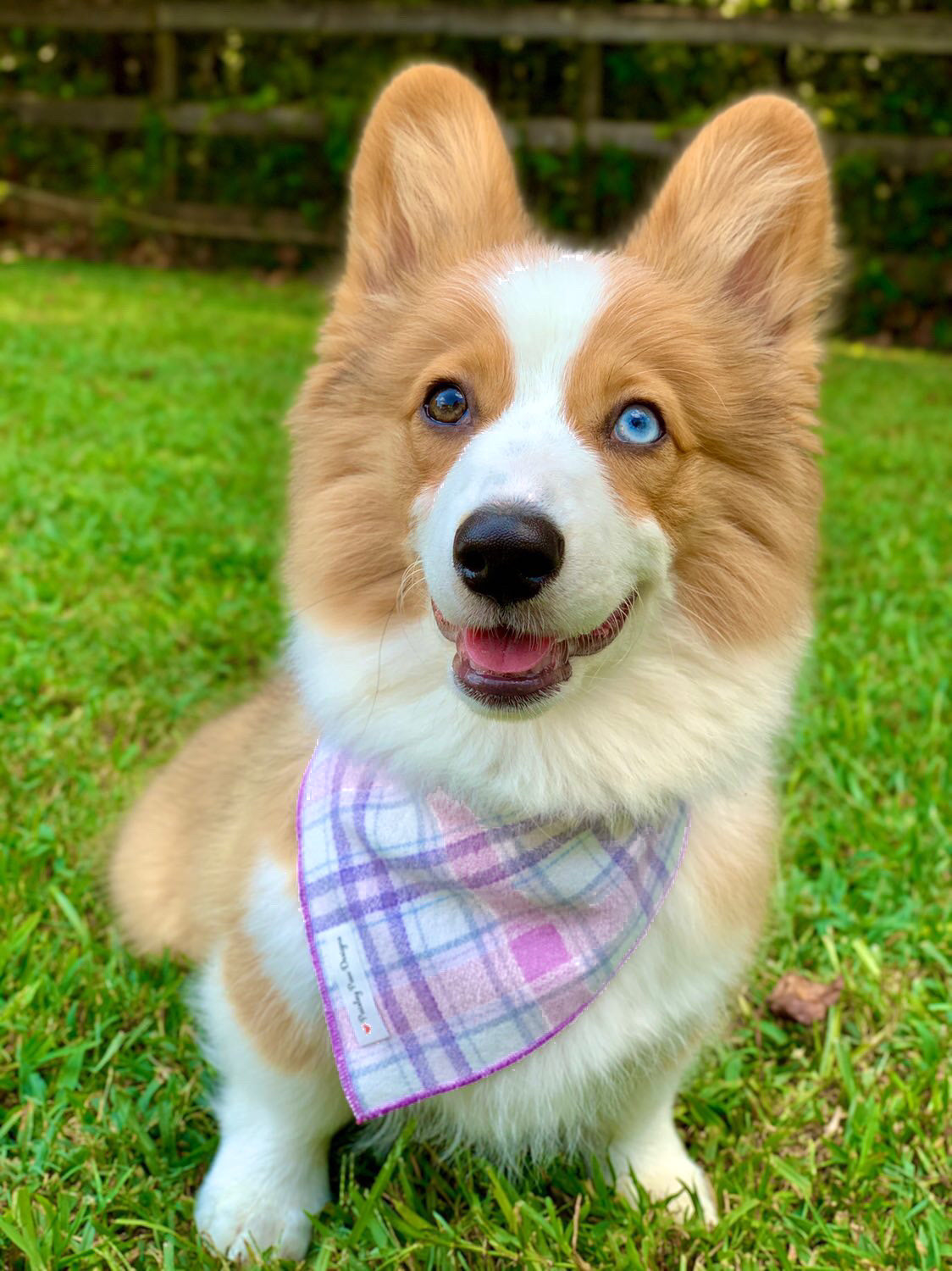 Flannel Dog Bandana, Plaid Bandana, Fall Bandana, High Quality Fabric, Lavender