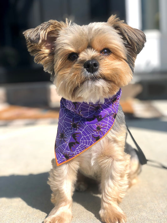 Halloween Bandana | Halloween Dog Bandana | Purple Spiders - Southlake Paws