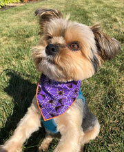 Halloween Bandana | Halloween Dog Bandana | Purple Spiders