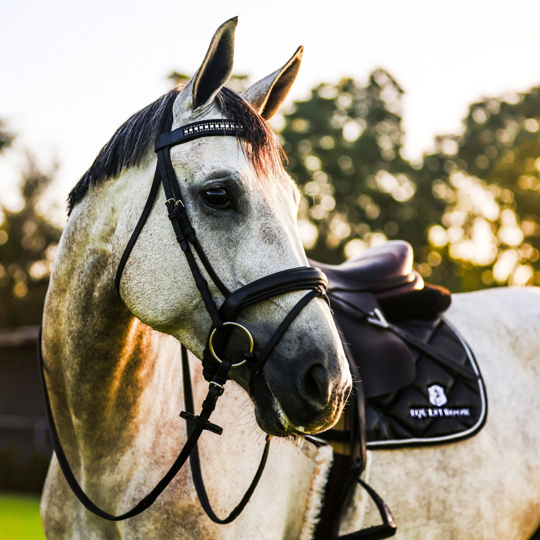 B&W Browband by Southlake Paws on a gray horse, featuring a sleek design and a saddle in the background.
