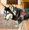 Load image into Gallery viewer, STEP-IN HARNESS - MELTING HEARTS
