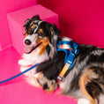 Load image into Gallery viewer, Atlas Dog Harness
