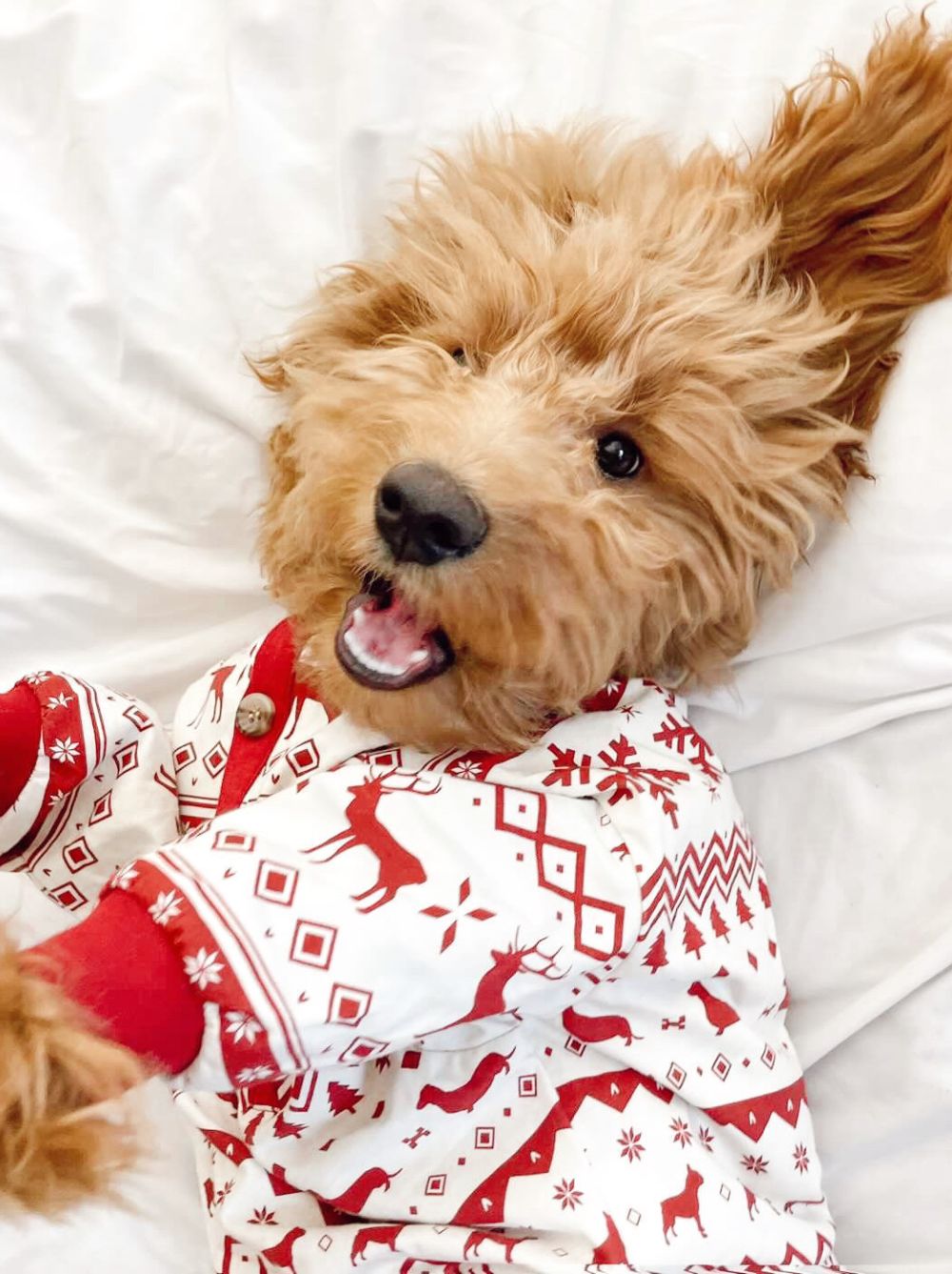 Festive Fam Holiday Pajama - Southlake Paws