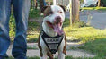 Load image into Gallery viewer, The "Metal" harness- Personalized!
