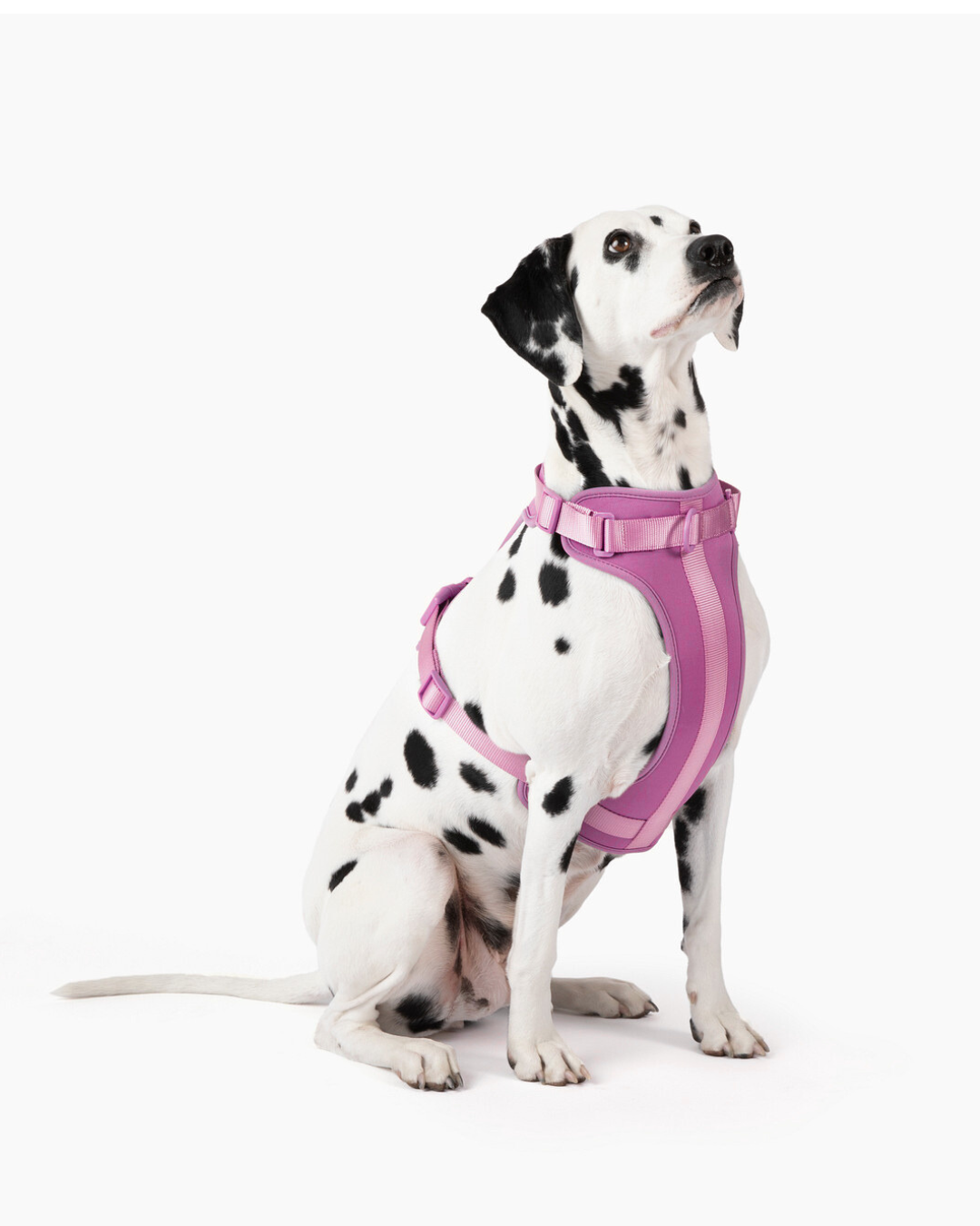 Harness - Southlake Paws