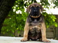 Load image into Gallery viewer, The "Superstar" puppy dog collar
