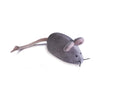 Load image into Gallery viewer, Pet Toy - Mouse Marie - Southlake Paws
