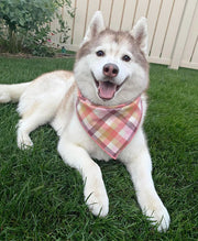 Flannel Dog Bandana, Plaid Bandana, Fall Bandana, High Quality Fabric, Peach