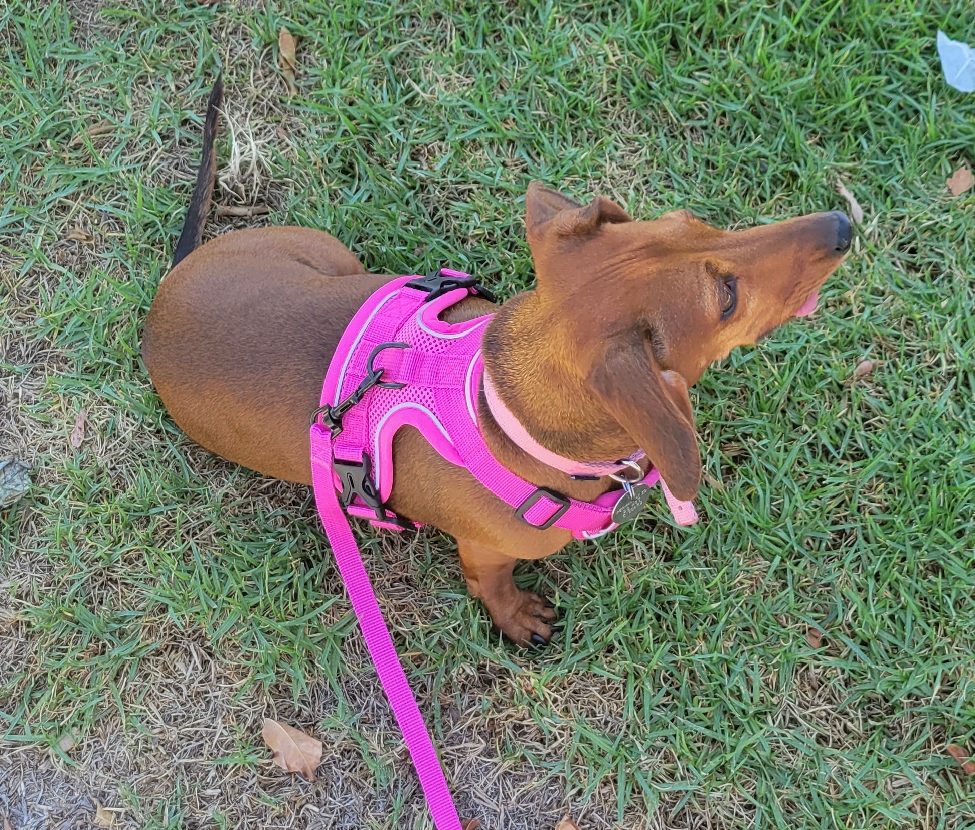 The Ultimate Dachshund Harness 