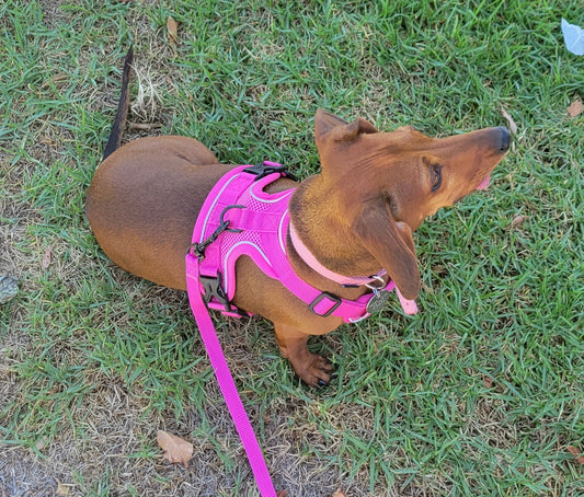 The Ultimate Dachshund Harness 