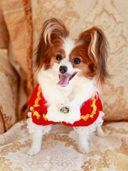 Handmade Regal French Court Dog Clothes Tailcoat Luxury Pet Suit With Shirt Lace and Gold Detailing 
