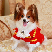 Handmade Regal French Court Dog Clothes Tailcoat Luxury Pet Suit With Shirt Lace and Gold Detailing 
