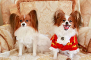 Handmade Regal French Court Dog Clothes Tailcoat Luxury Pet Suit With Shirt Lace and Gold Detailing 