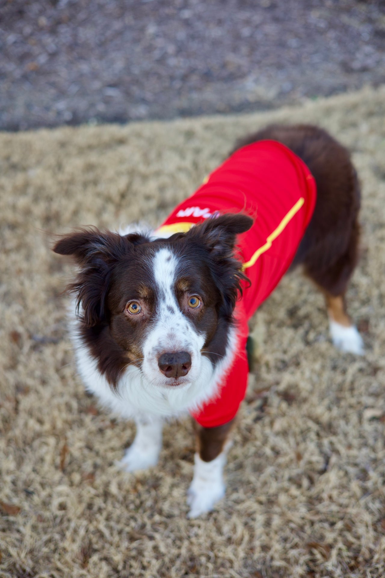 Parisian Pet 'Team Spain' Jersey for Dogs & Cats – Spain Flag-Inspired Pet Outfit, Soccer Fan Apparel for Dogs & Cats, Red and Yellow Stripes