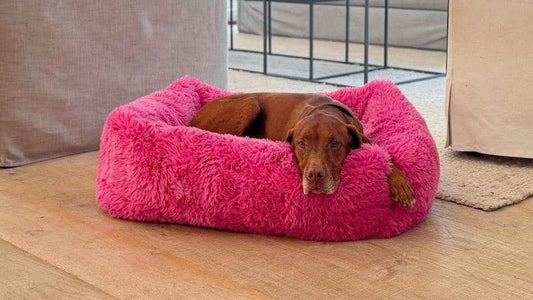Bowsers Franklin Orthopedic Dog Bed - Overstuffed Plush Lounger
