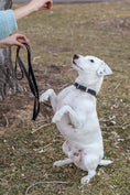 Load image into Gallery viewer, Traditional Black Leather Dog Collar
