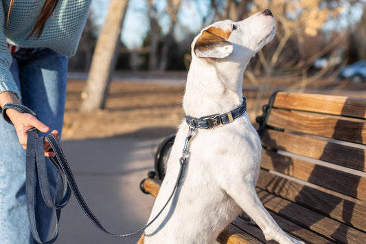 Traditional Blue Jeans Leather Leash - image 2