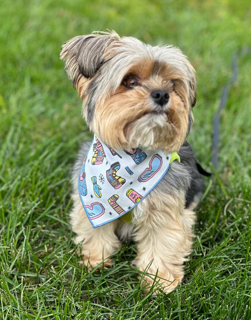 Dog Bandana | Holiday Bandana | Winter | Ski | Snow Board - Southlake Paws