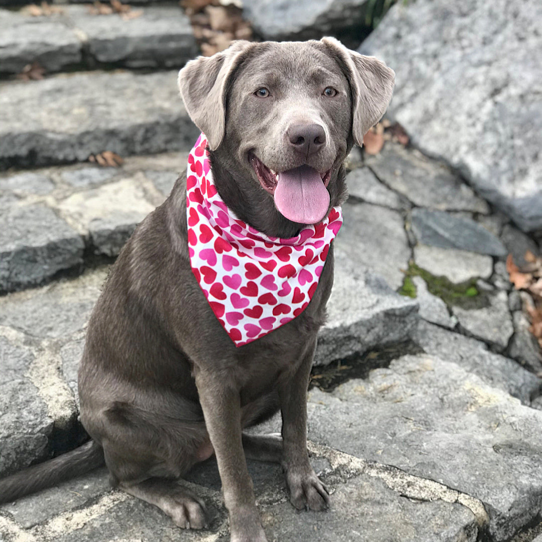 Valentine Bandana | Valentines Day Bandana | Red Hearts Valentine Dog Bandana, Pink Heart Valentine - Southlake Paws