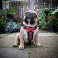 Load image into Gallery viewer, The "Bowtie" handmade leather harness black Small to Medium Size
