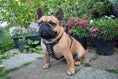 Load image into Gallery viewer, The "Rocky" studded leather harness Small to Medium Size
