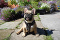 Load image into Gallery viewer, The "Rocky" studded leather harness Small to Medium Size
