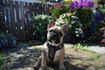 Load image into Gallery viewer, The "Rocky" studded leather harness Small to Medium Size
