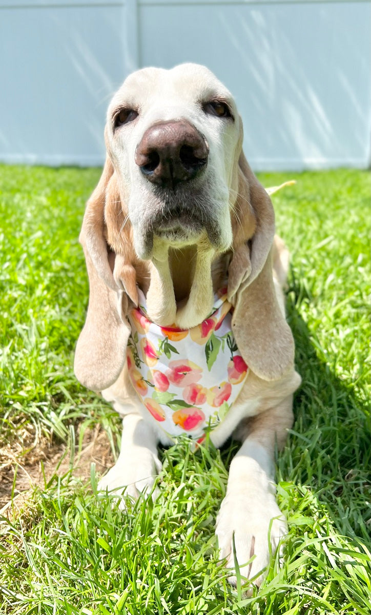 Ice Cream and Peaches, Spring Bandana, Flower Bandana, Summer Bandana - Southlake Paws