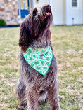 Load image into Gallery viewer, St Patrick's Day Bandana | St Paddy | Beer Mug
