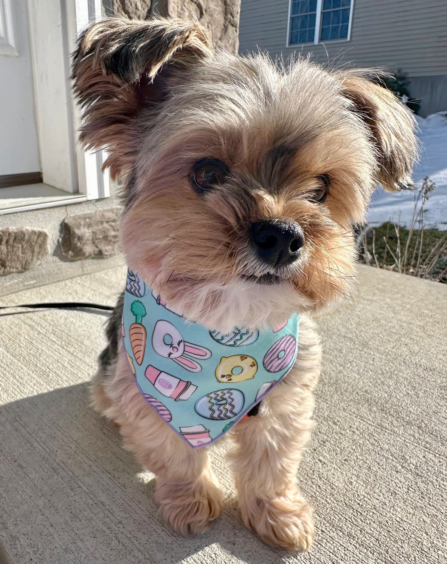 Easter Bandana, Spring Bandana, Dog Bandana, Donut, Bunny - Southlake Paws