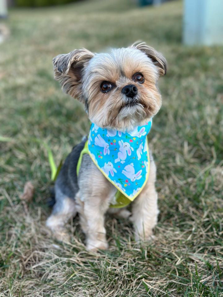 Easter, Easter Bandana, Easter Bunny, Spring Bandana - Southlake Paws