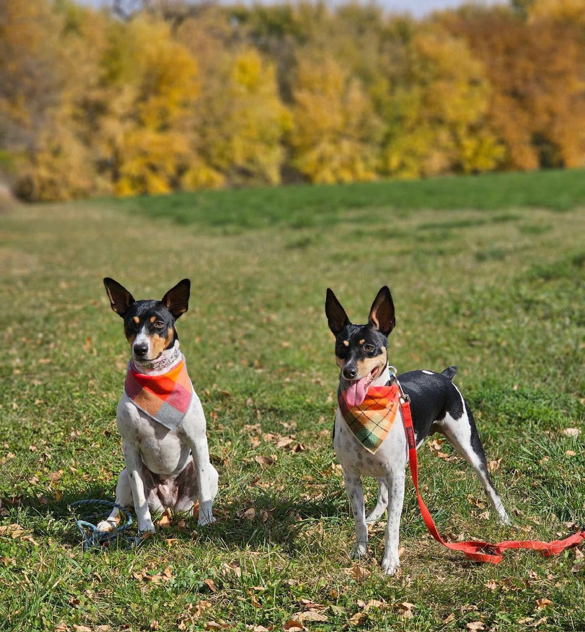 Fall Bandana, Plaid Bandana, Pet Bandana - Southlake Paws