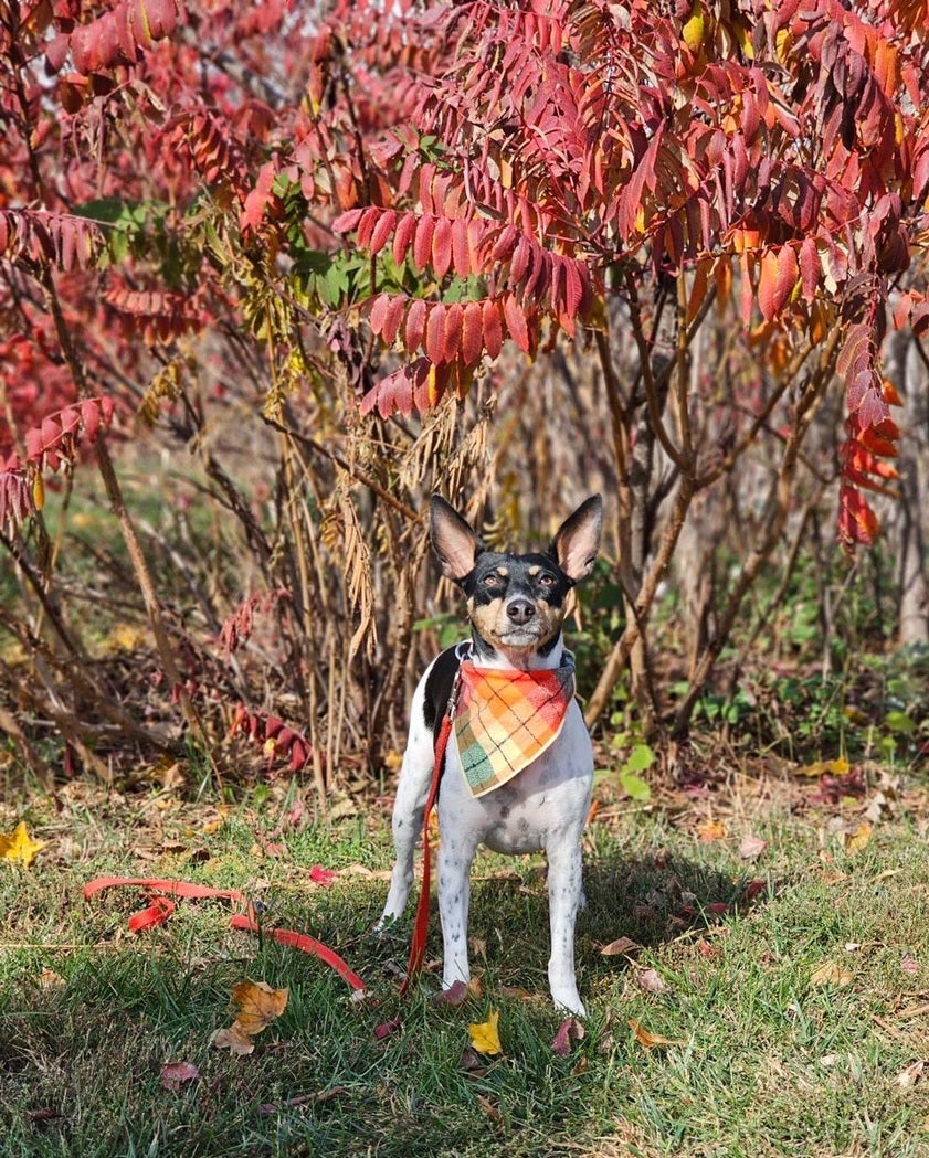 Fall Bandana, Plaid Bandana, Pet Bandana