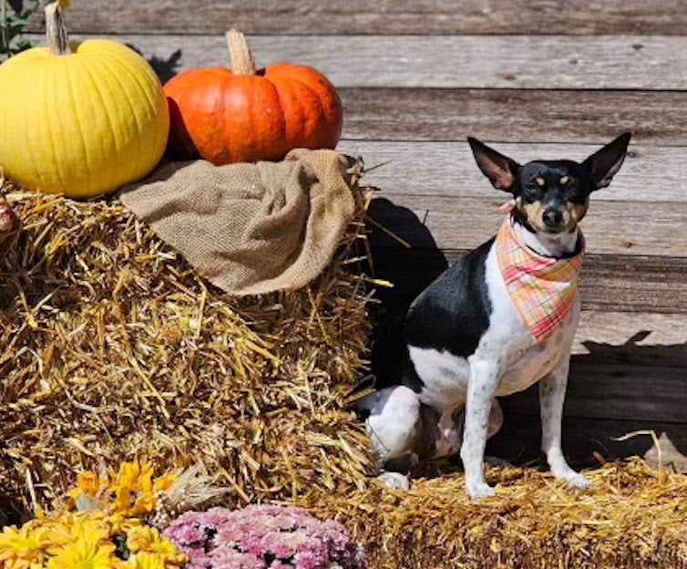 Plaid Bandana, Fall Bandana, Dog Bandana, Spring Bandana