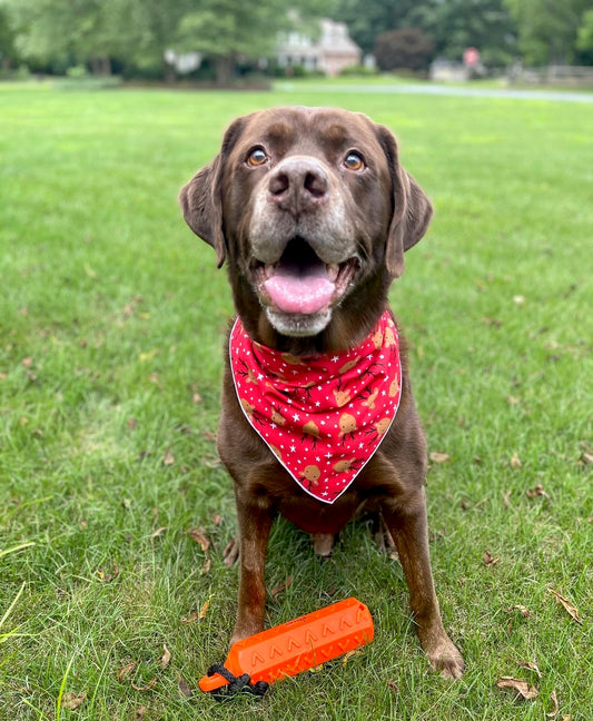 Holiday | Christmas Bandana | Holiday Bandana | Reindeer | Winter Bandana - Southlake Paws