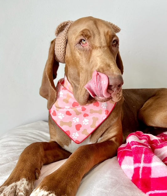 Valentine | Bandana | Valentines Day Bandana | Paws, Bones, Heart - Southlake Paws