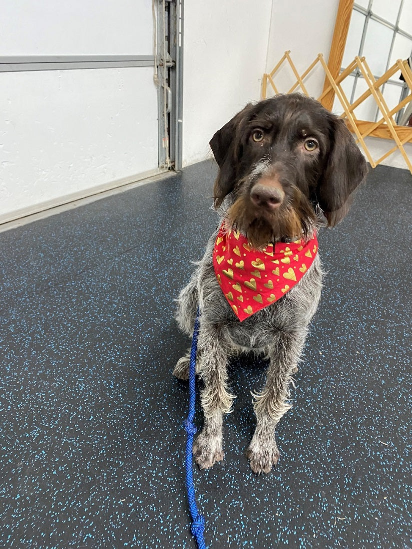 Valentine Bandana | Valentines Day Bandana | Valentine Dog Bandana | Gold Hearts