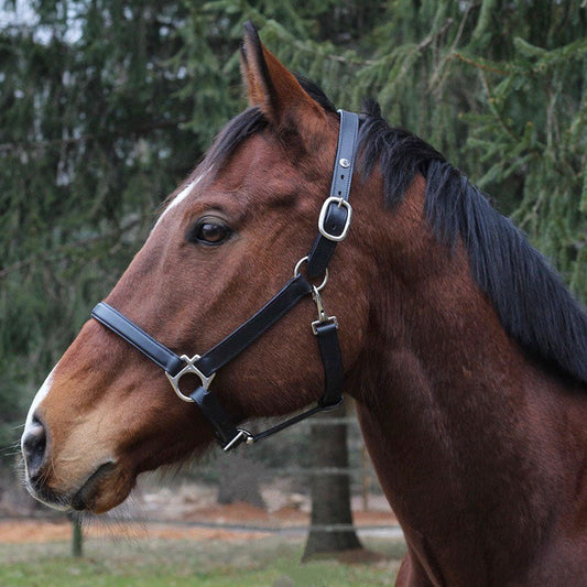 Henri de Rivel Everyday Halter - image 2