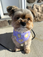Easter, Easter Bandana, Easter Bunny, Spring Bandana, Cute Chicks