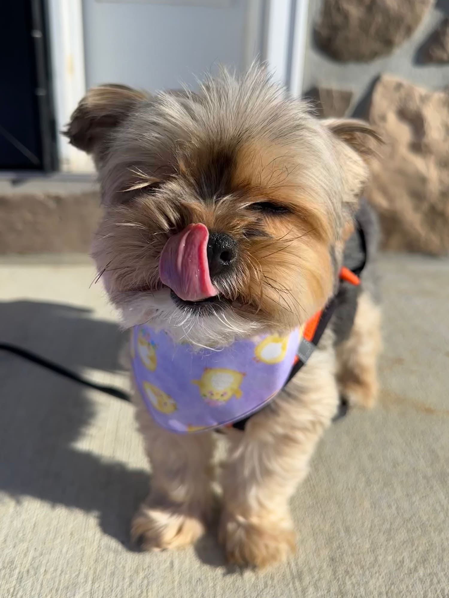 Easter, Easter Bandana, Easter Bunny, Spring Bandana, Cute Chicks - Southlake Paws