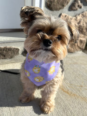 Easter, Easter Bandana, Easter Bunny, Spring Bandana, Cute Chicks