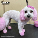 Permanent Dog Hair Dye Charm Pink 8oz by Opawz