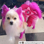 Permanent Dog Hair Dye Adorable Pink 8oz by Opawz
