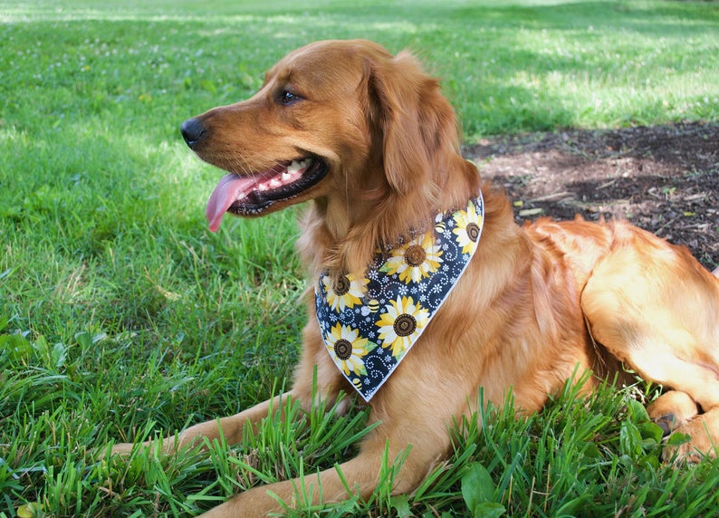 Fall Bandana, Flower Bandana, Tie Dog Bandana | Summer Bandana | Sunflower Bandana | Spring - Southlake Paws