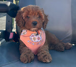 Halloween Bandana | Halloween Dog Bandana | Spooky Season | Retro | Fall Pumpkin