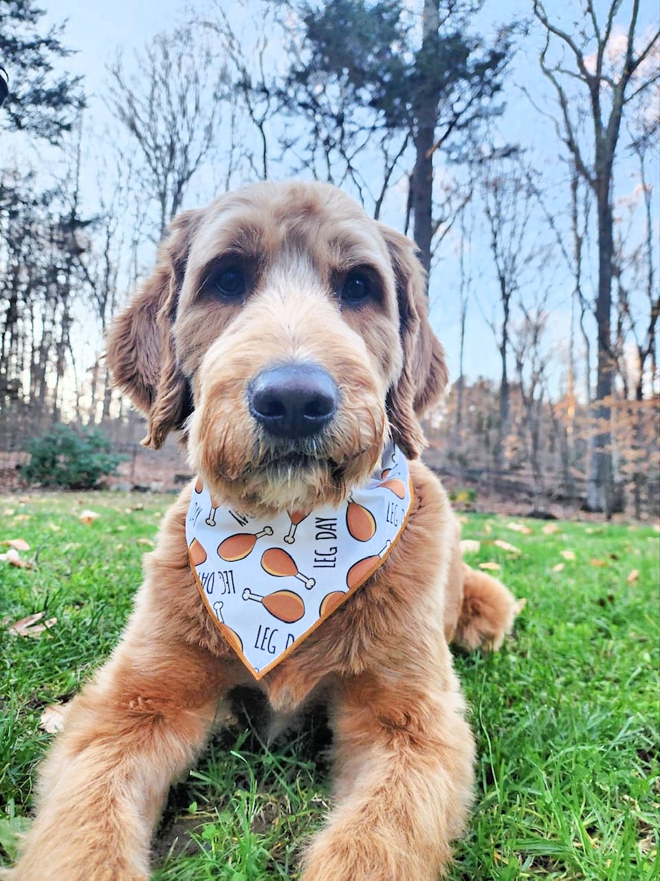 Thanksgiving Bandana | Turkey Bandana | Holiday Dog Bandana | Fall Bandana | LEG DAY - Southlake Paws