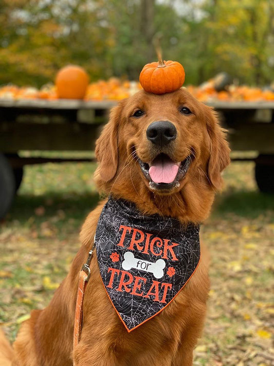 Halloween Bandana | Halloween Dog Bandana | Black Spider Web | Trick for Treat - Southlake Paws